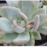 Pachyveria Powder puff