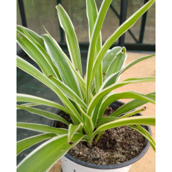 Chlorophytum elatum