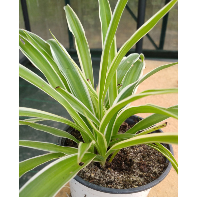 Chlorophytum elatum Chlorophytum elatum
