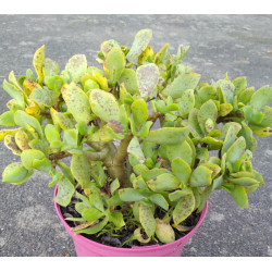 Crassula arborescens ssp. undulatifolia