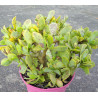 Crassula arborescens ssp. undulatifolia