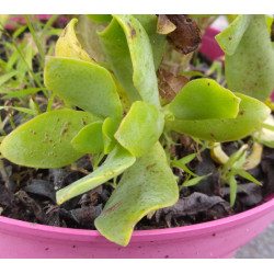Crassula arborescens ssp. undulatifolia