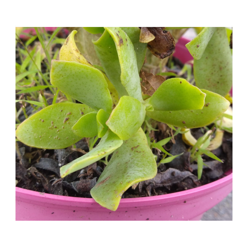 Crassula arborescens ssp. undulatifolia Crassula arborescens ssp. undulatifolia