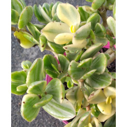Crassula ovata variegata