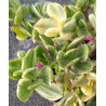 Crassula ovata variegata