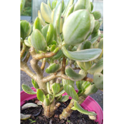 Crassula ovata variegata