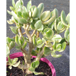 Crassula ovata variegata