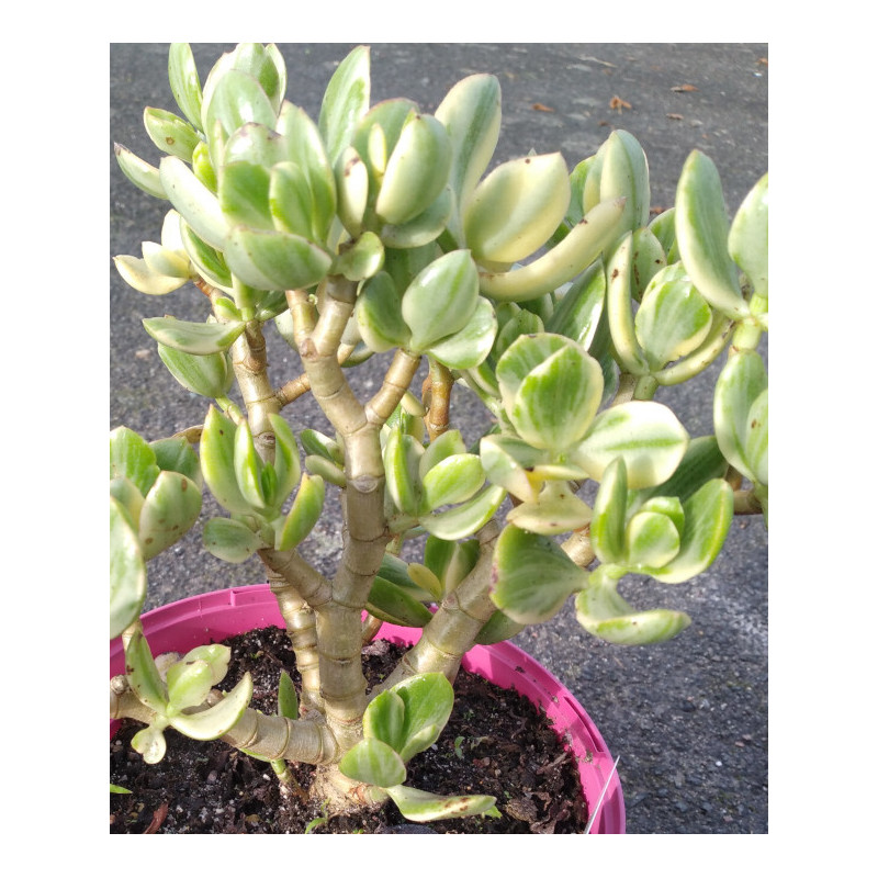 Crassula ovata variegata Crassula ovata variegata