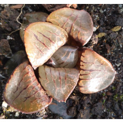 Haworthia Sun Moon Lake