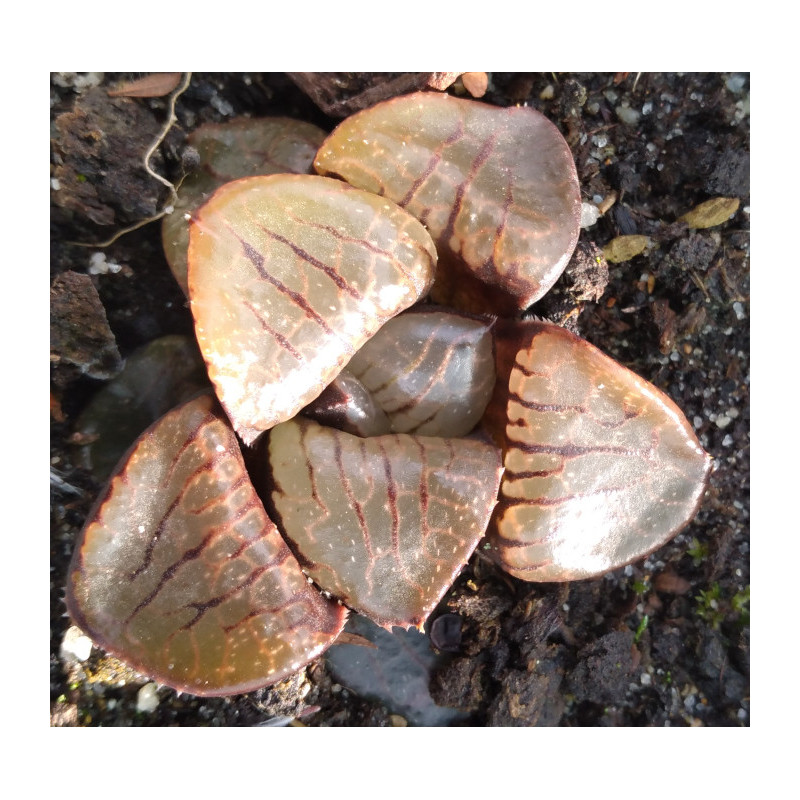 Haworthia Sun Moon Lake Haworthia Sun Moon Lake