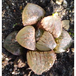 Haworthia Sun Moon Lake