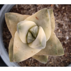 Crassula Moonglow