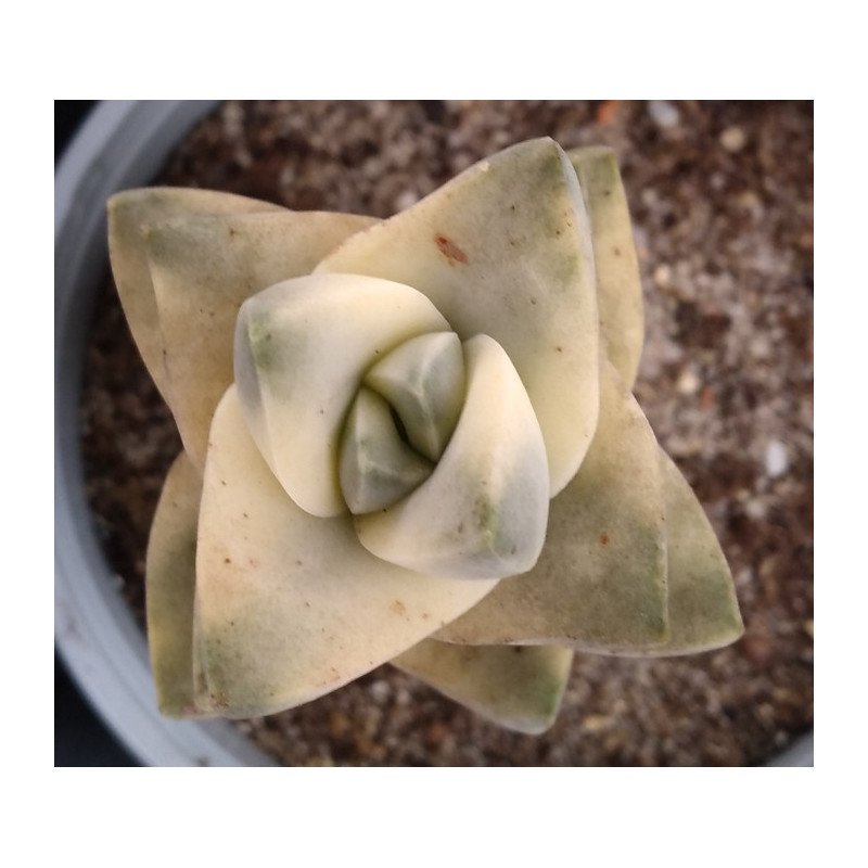 Crassula Moonglow Crassula Moonglow