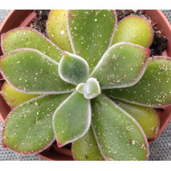 Echeveria pulvinata Ruby