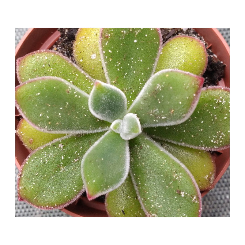 Echeveria pulvinata Ruby Echeveria pulvinata Ruby