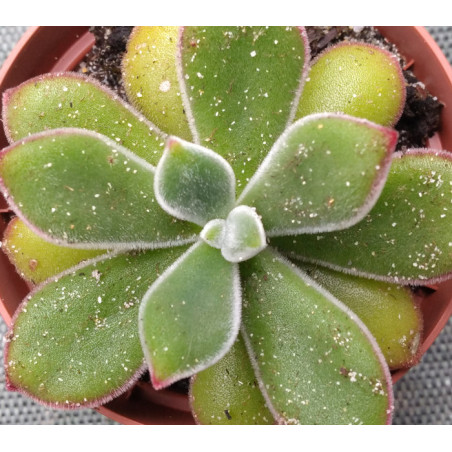 Echeveria pulvinata Ruby