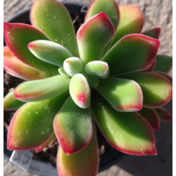 Echeveria pulvinata Ruby