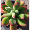 Echeveria pulvinata Ruby