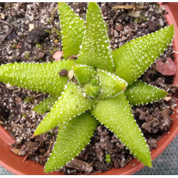 Haworthia Enon