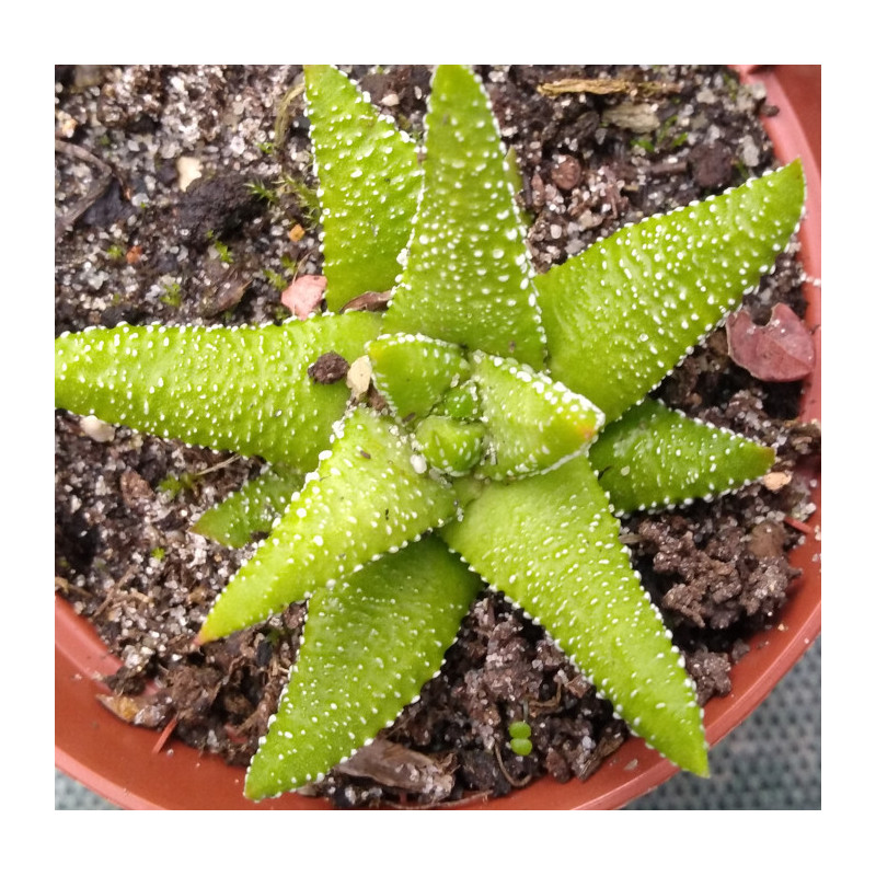Haworthia Enon Haworthia Enon
