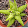 Haworthia Enon