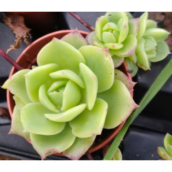 Graptopetalum macdougallii
