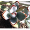 Kalanchoe tomentosa
