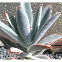 Kalanchoe tomentosa