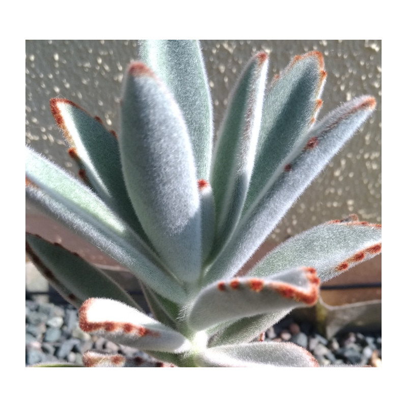 Kalanchoe tomentosa Kalanchoe tomentosa