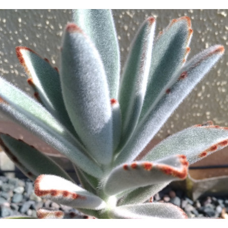 Kalanchoe tomentosa