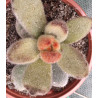 Kalanchoe tomentosa