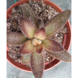 Kalanchoe tomentosa chocolat
