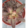 Kalanchoe tomentosa chocolat