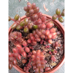 Sedum stahlii