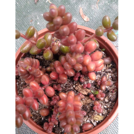 Sedum stahlii