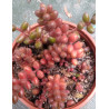 Sedum stahlii