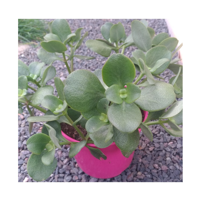 Crassula multicava Crassula multicava
