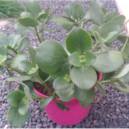 Crassula multicava