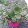 Crassula multicava