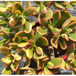 Crassula ovata Hummel's Sunset