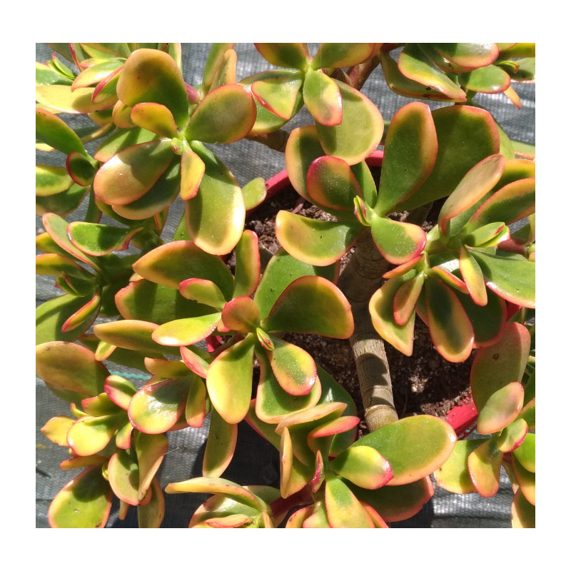 Crassula ovata Hummel's Sunset Crassula ovata Hummel's Sunset