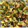 Crassula ovata Hummel's Sunset