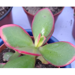 Crassula ovata Hummel's Sunset