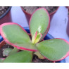 Crassula ovata Hummel's Sunset