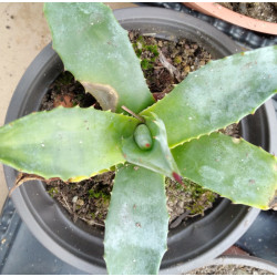 Agave americana