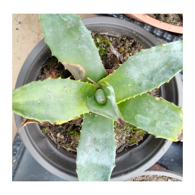 Agave americana Agave americana