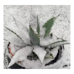 Agave americana