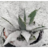 Agave americana