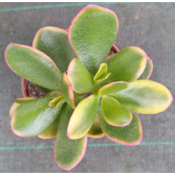 Crassula ovata Hummel's Sunset