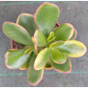 Crassula ovata Hummel's Sunset